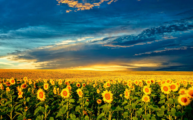 sunflower picture, sunflower image, sunflower photo hd, sunflower background, sunflower desktop pc wallpaper, sunflower high quality wallpaper