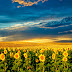 Beautiful Sunflower Field HD Wallpaper