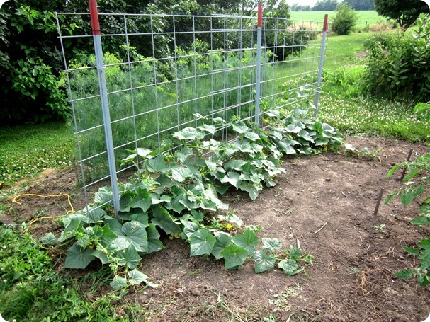 garden tour 049