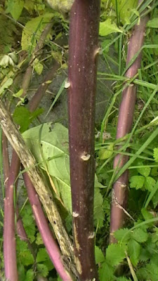 Стебель Atropa belladonna