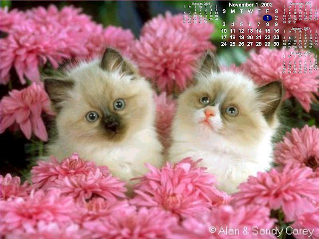 Cute Cats