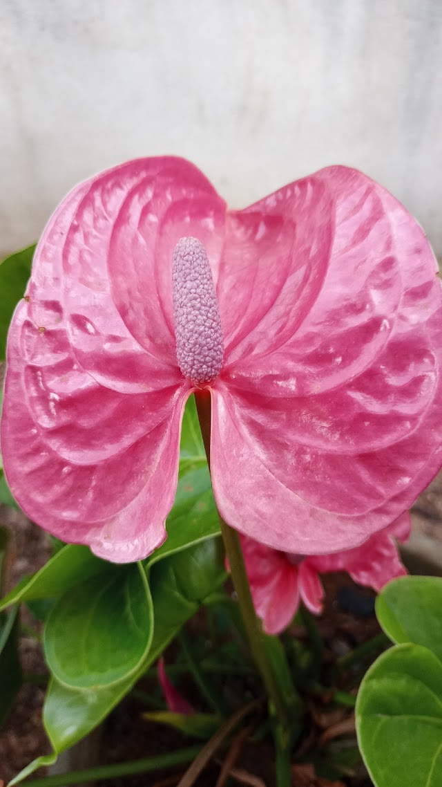 VOCÊ CONHECE A PLANTA HERMAFRODITA CHAMADA DE ANTÚRIO?