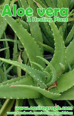Aloe vera