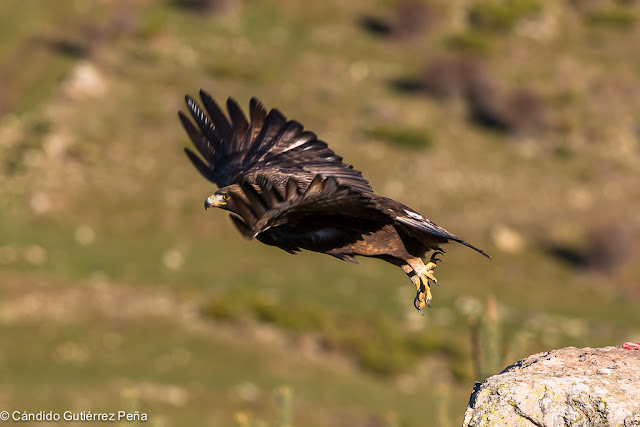 AGUILA REAL - Aquila Chrysaetos