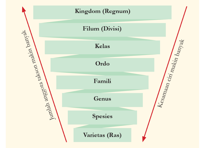 Gambar Urutan takson