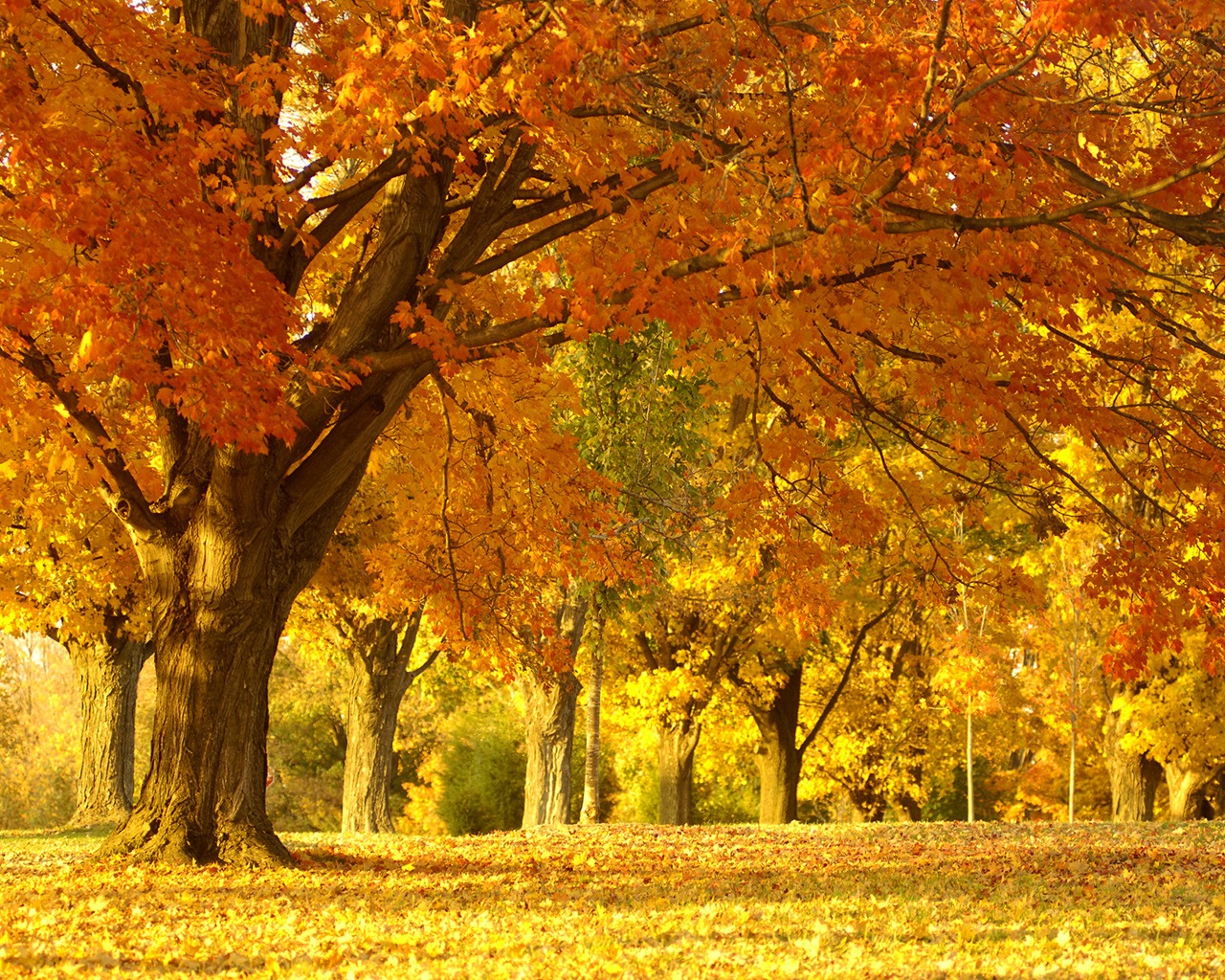 wallpapernarium: Hermoso bosque durante el otoño