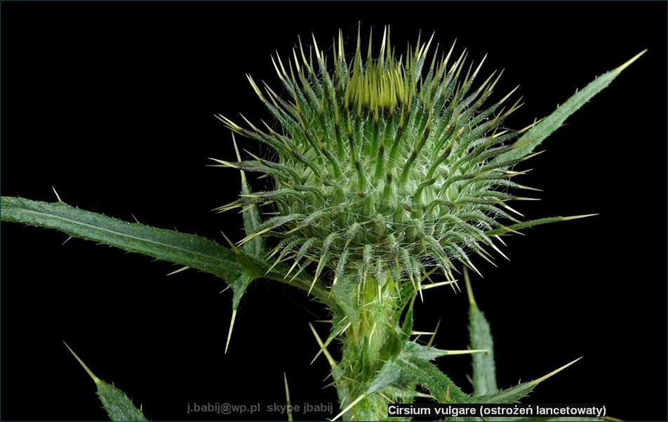 Cirsium vulgare - Ostrożeń lancetowaty pąk