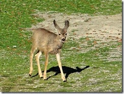 Healdhaven more deer 003