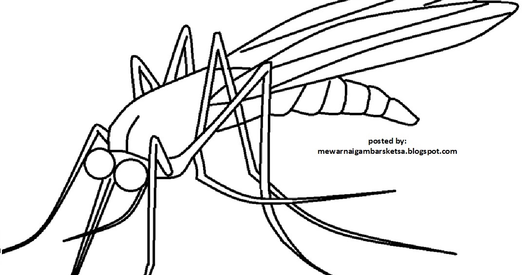20 Ide Contoh Gambar Sketsa Nyamuk Asiabateav