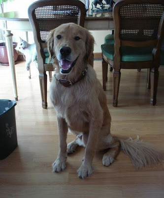 Cat And Dog Photobombing Each Other Seen On  www.coolpicturegallery.us