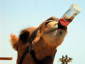 Funny animals of the week - 24 January 2014 (40 pics), camel drinks coca-cola