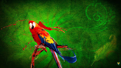 PARROT HD WALLPAPER FREE DOWNLOAD 25