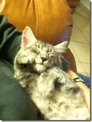 kitty 5
