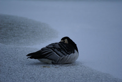 Paugoes - Brandgans - Branta leucopsis