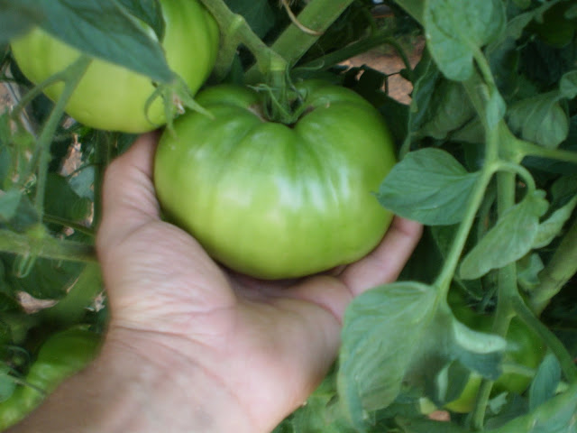 Tomates huerto casero.