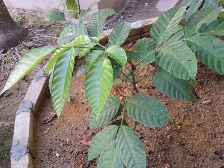 Bayu Lestari: TAMANAN HERBA - 1