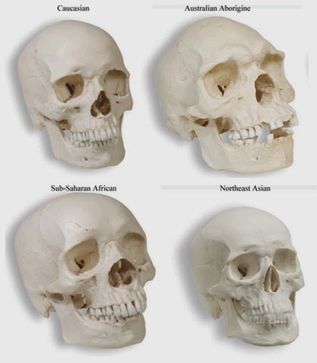 How Can You Tell Race By Skull