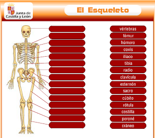 http://www.educa.jcyl.es/educacyl/cm/gallery/Recursos%20Infinity/juegos_jcyl/cuerpo_esq/esqueleto_plus.html