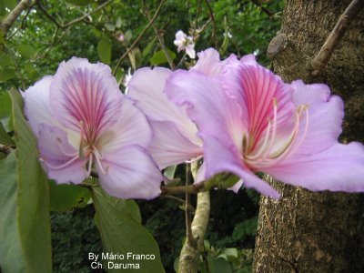 árvore flor parecida com orquídea