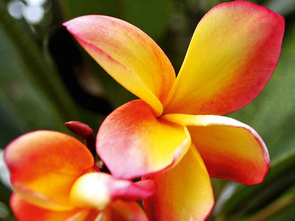  Aneka  Gambar Cantik Bunga  Kamboja  Yang Menakjubkan dan 