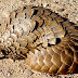 Pangolin