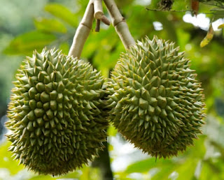 The Durian Fruit From Jombang Village
