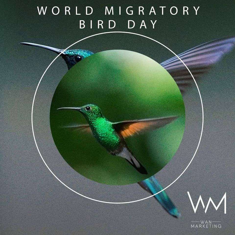 World Migratory Bird Day Wishes pics free download