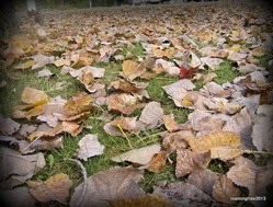 Falling leaves
