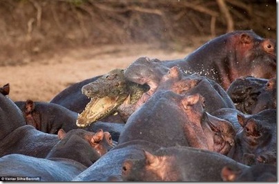 hippo4
