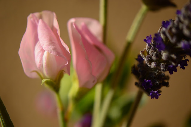 sweet pea, lathyrus, monday vase, small sunny garden, IaVoM, cottage garden, amy myers, desert garden