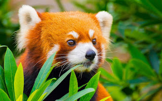 animals, red panda, cute red panda