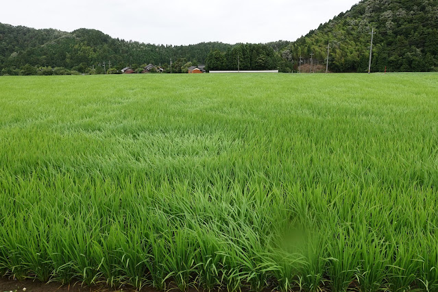 鳥取県道314号線赤松大山線