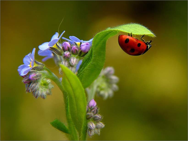 Coccinella