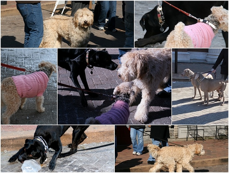 dogsonmain