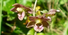 ORQUÍDIA