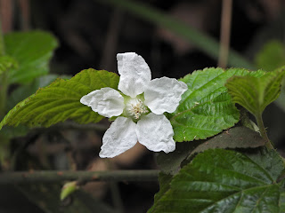 Hirsute Raspberry on Yuelu Mountain