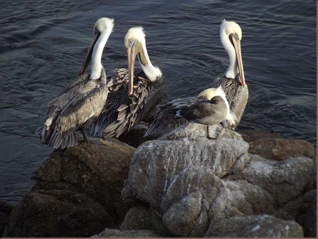 Brown Pelican: Pelacanus occidentalis Brown Pelican: Pelacanus occidentalis