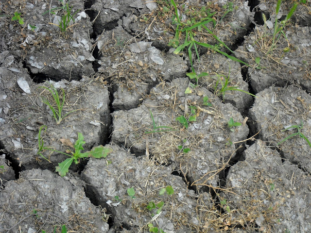 Cracks in the ground around Celebration Tree Grove, White Rock Lake, Dallas, Texas