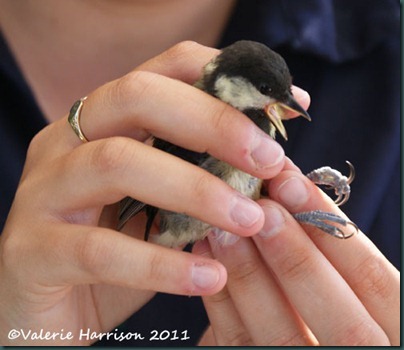 juv-great-tit