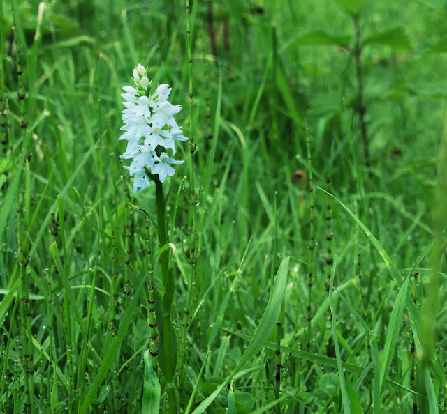 White orchid in grass and horsetails