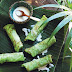 Kuih dadar (pandan crepes with coconut and palm sugar)