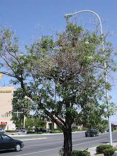 Picture of a tree with a lot of dead wood at the branch ends