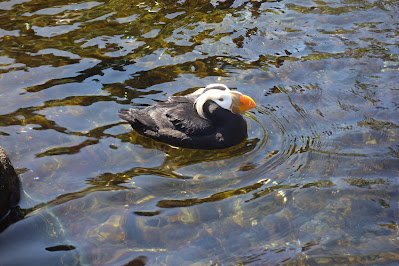 Crested Puffin