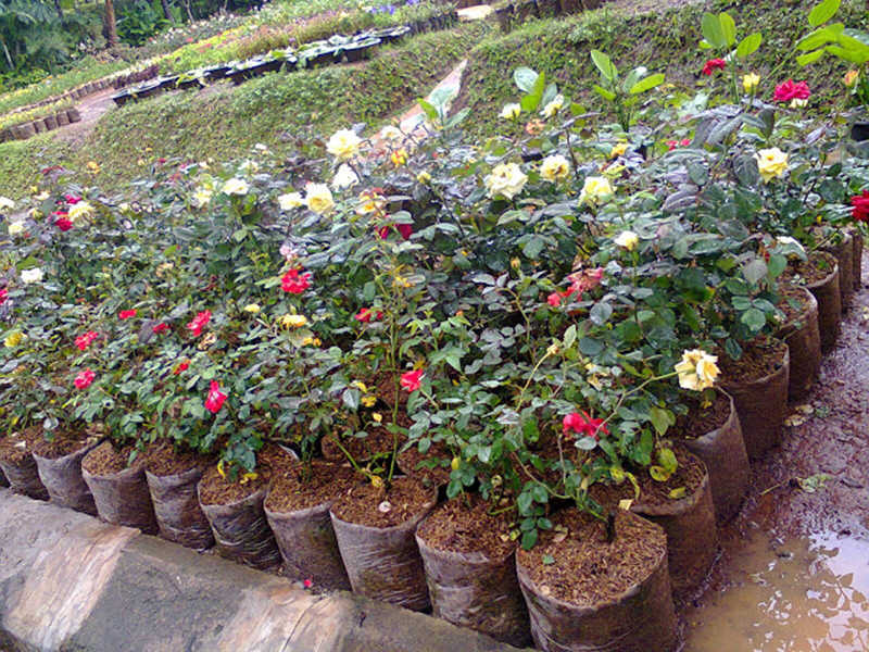 Jual Tanaman Hias Bunga Jasa Pembuatan Taman dan Kolam Jual Tanaman Hias Bunga Jasa Pembuatan Taman dan Kolam
