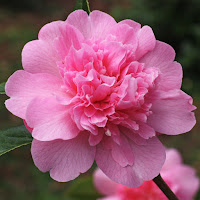 Camellia 'Ballet Queen'