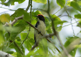 Scarlet-backed Flowerpecker - Singapore Botanic Gardens