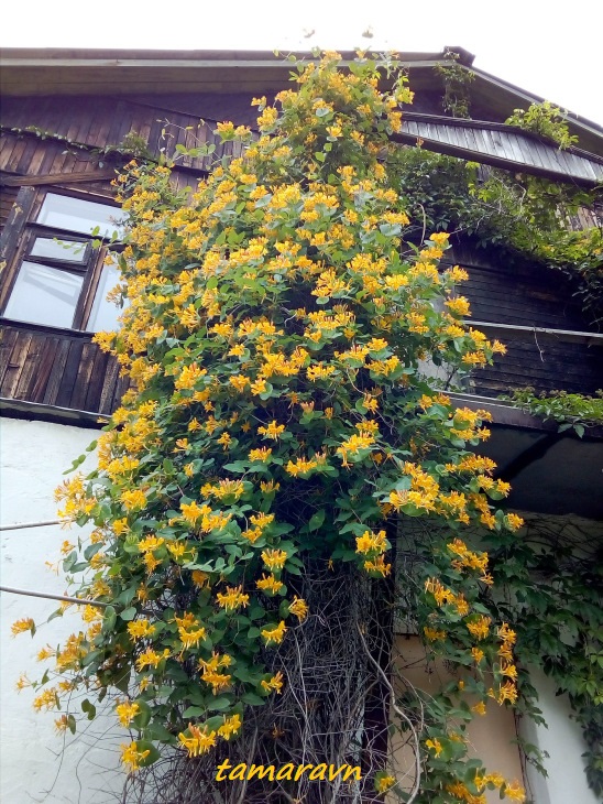 Жимолость Тельмана (Lonicera х tellmanniana)