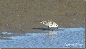 tern island birding_023