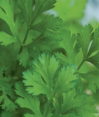 http://www.burpee.com/herbs/cilantro/cilantro-calypso-prod001758.html