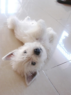 West Highland White Terrier : ประวัติ ปีเตอร์แพน(เวสตี้)